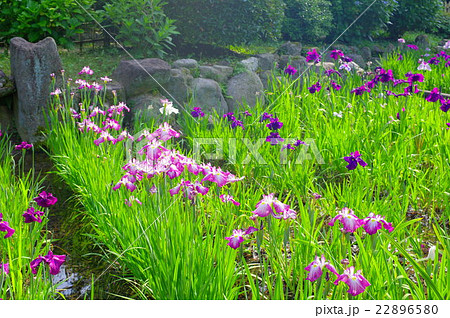 満開の花菖蒲 満開の花菖蒲 22896580
