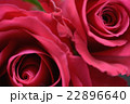 バラ バラ 22896640
