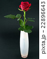 バラ バラ 22896643
