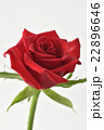 バラ バラ 22896646