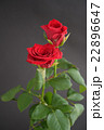 バラ バラ 22896647