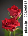 バラ バラ 22896648