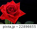 バラ バラ 22896655