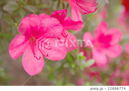 サツキの花 サツキの花 22896774