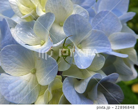 紫陽花とコハナグモ(♀) 紫陽花とコハナグモ(♀) 22896848