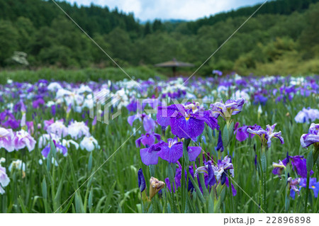 花菖蒲 花菖蒲 22896898