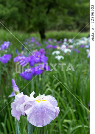 花菖蒲 22896902