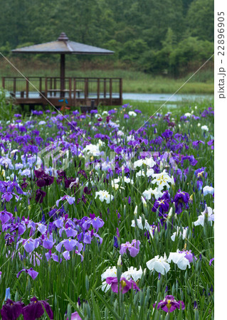 花菖蒲 花菖蒲 22896905