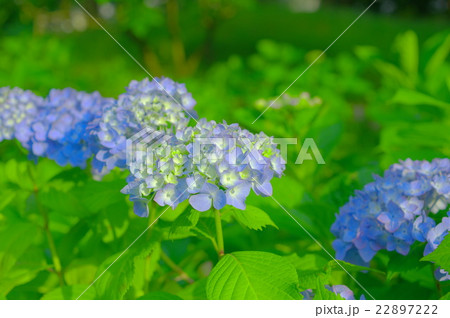 空色の紫陽花 空色の紫陽花 22897222
