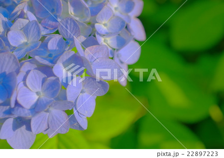 空色の紫陽花(クローズアップ) 空色の紫陽花(クローズアップ) 22897223