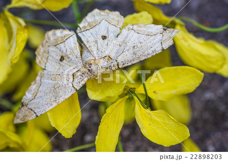 beige moth on yellow flower beige moth on yellow flower 22898203