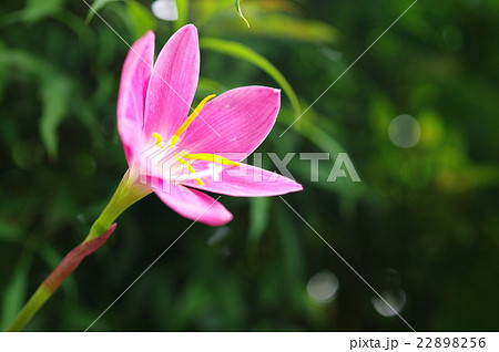木陰のゼフィランサス 22898256