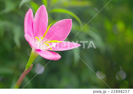 ゼフィランサスと木洩れ日 22898257