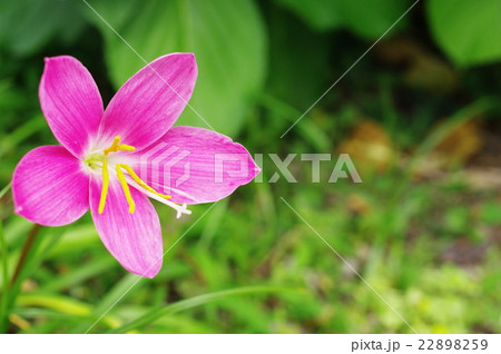 ピンクのゼフィランサス 22898259