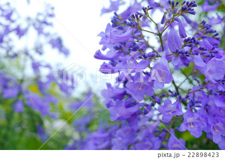ジャカランダの花 ジャカランダの花 22898423