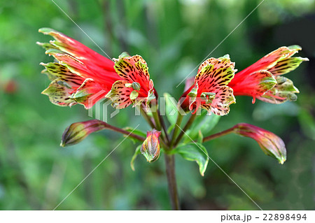 アルストロメリア・プルケラ 22898494