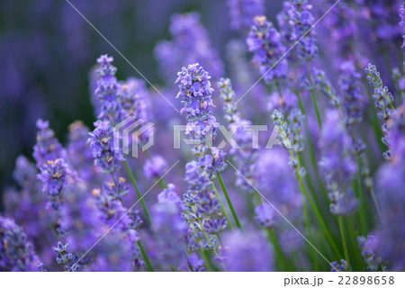 Meadow of lavender. Selective focus 22898658