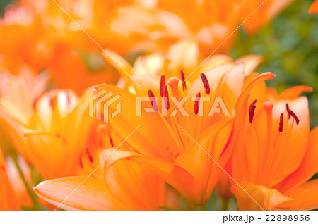 オレンジ色のスカシユリ 22898966