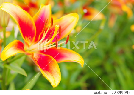 複色咲きのスカシユリ 22899095