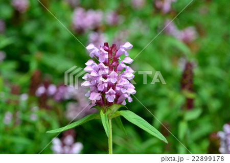 ウツボグサ ウツボグサ 22899178