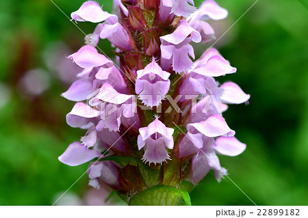 ウツボグサ 22899182