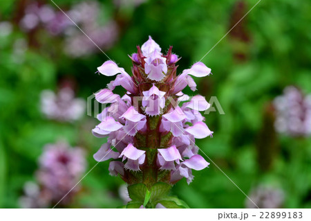 ウツボグサ ウツボグサ 22899183