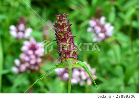 ウツボグサ 22899206