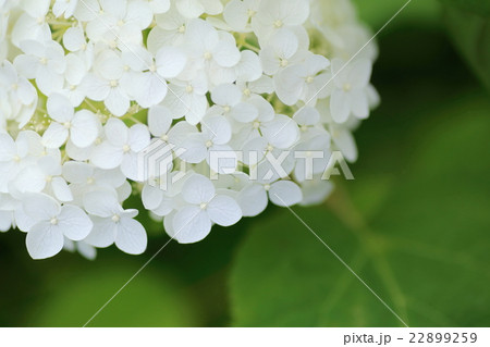 紫陽花　アナベル 22899259