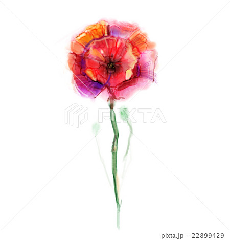 Watercolor painting poppy flower Watercolor painting poppy flower 22899429