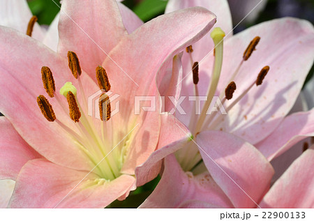 Beautiful lily growing in garden Beautiful lily growing in garden 22900133