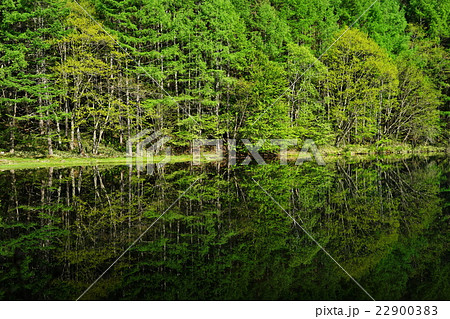 5月　蓼科高原11新緑の御射鹿池 22900383