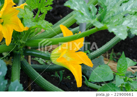 収穫間近のズッキーニ 22900661