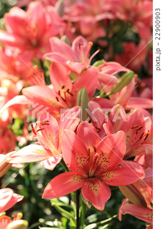 Pink lily flowers in summer garden. 22900903