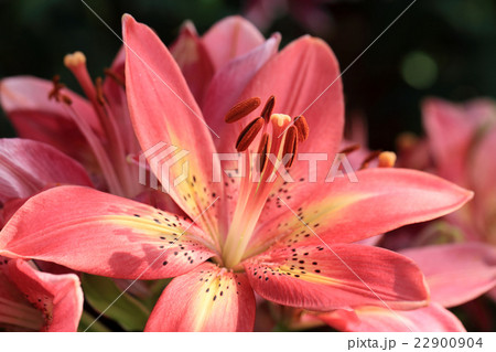 Close up of pink lily with shallow depth of field. 22900904