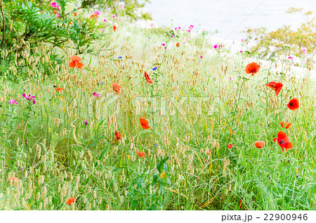 草原の花 春イメージ の写真素材