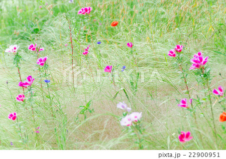 草原の花 春イメージ の写真素材