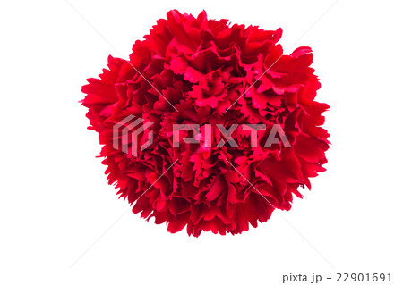Red flowers , clipping path included Red flowers , clipping path included 22901691