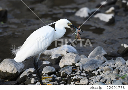 オイカワを捕食するコサギ 22901778