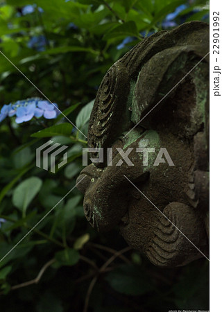 高幡不動尊の紫陽花 22901992