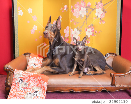 金屏風をバックにしたドーベルマンとミニチュアピンシャーの写真素材