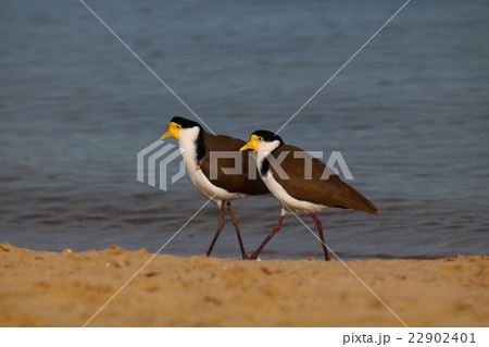 海辺の2羽 Masked Lapwing 海辺の2羽 Masked Lapwing 22902401