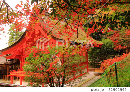 出雲大神宮（京都府　亀岡市）の紅葉 22902945