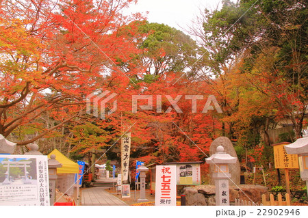 出雲大神宮（京都府　亀岡市）の紅葉 22902946