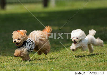 犬　ティーカッププードル　ドッグラン 22903054