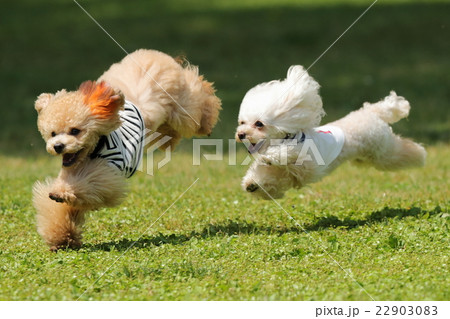 犬　ティーカッププードル　ドッグラン 22903083