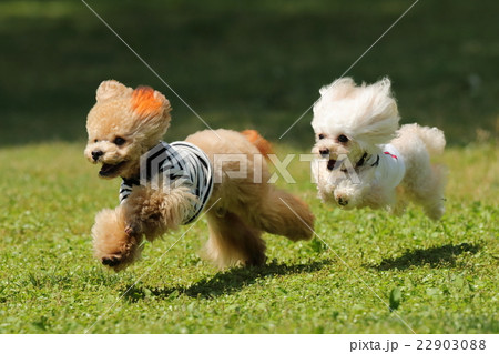 犬　ティーカッププードル　ドッグラン 22903088