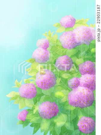 梅雨入りaタテ（ピンク） 22903187