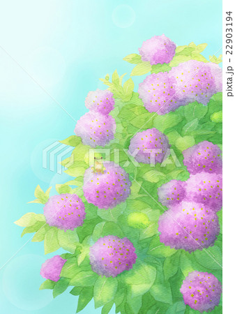 梅雨明けaタテ（ピンク） 22903194