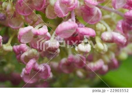 雨の雫が美しい淡いピンク色の可愛い紫陽花 22903552