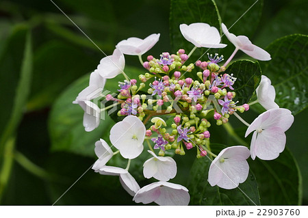 ステキな色どりの花芯が美しい額紫陽花の写真素材